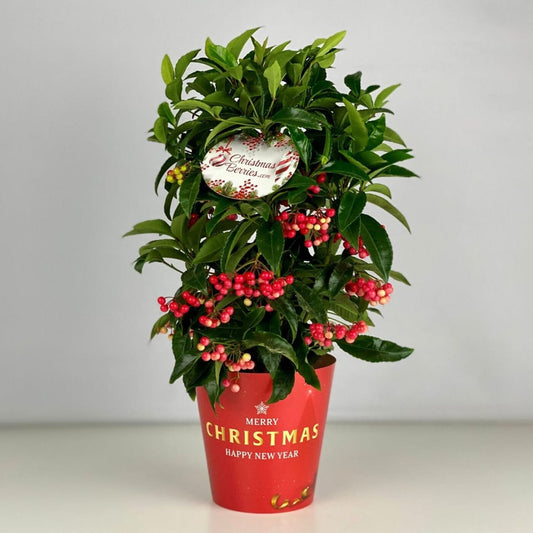 Ardisia Crenata Bunch Premium