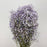 Gypsophila Baby's Breath (Imported) - Purple [10 Stem]