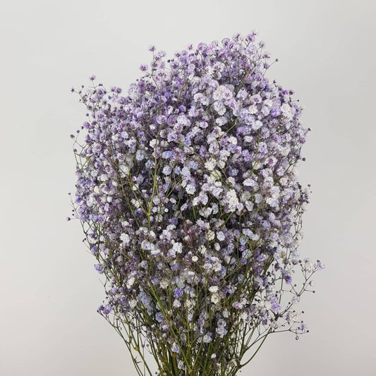 Gypsophila Baby's Breath - Purple (500g)