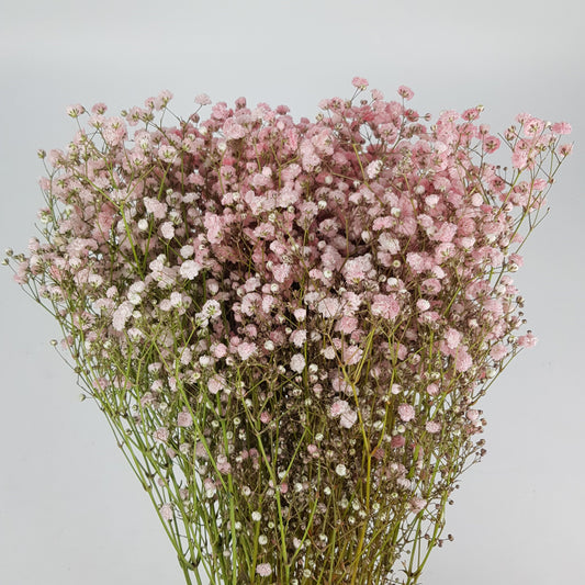 Gypsophila Baby's Breath - Light Pink (500g)