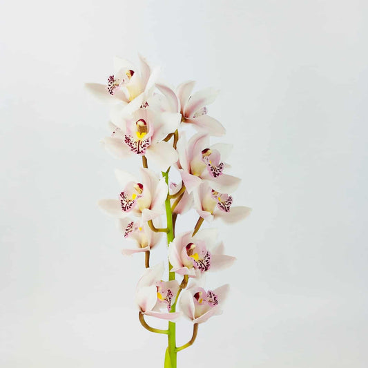 Cymbidium - White (60cm)