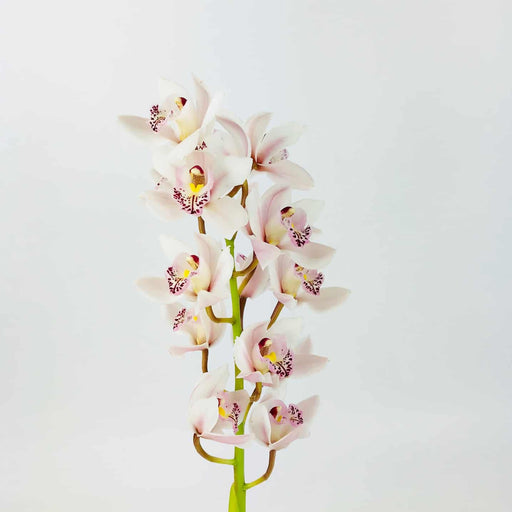 Cymbidium 60cm (Imported) - White (8 Buds)