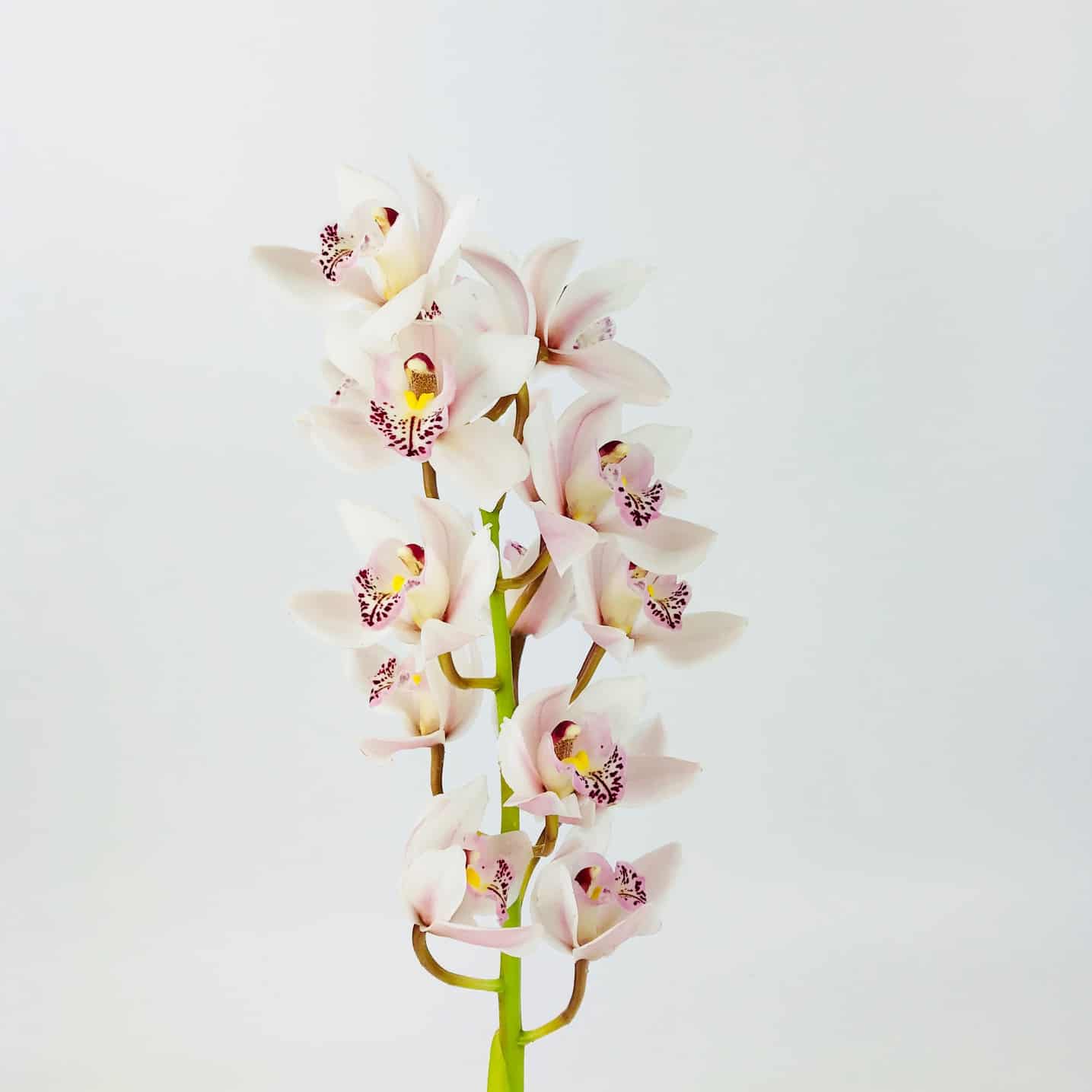 Cymbidium Mini - Lucky Sue White (45cm)