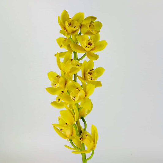 Cymbidium - Yellow (60cm)