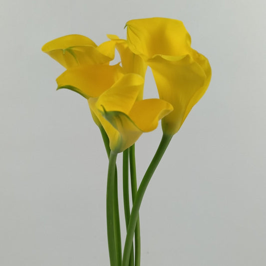 Calla Lily - Yellow