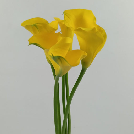 Calla Lily - Yellow