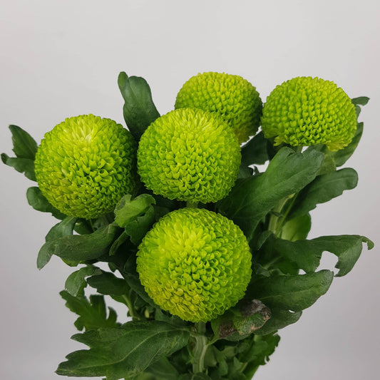 Chrysanthemum Ping Pong - Green (5 Stems)