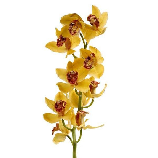 Cymbidium Mini - Brown (45cm)