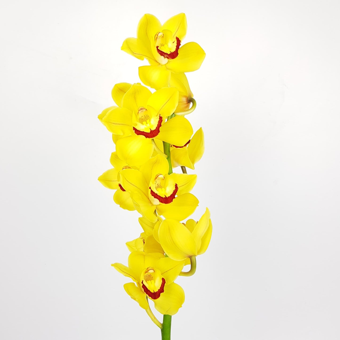 Cymbidium Mini - Yellow (45cm)