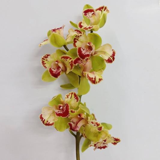 Cymbidium Mini - Green