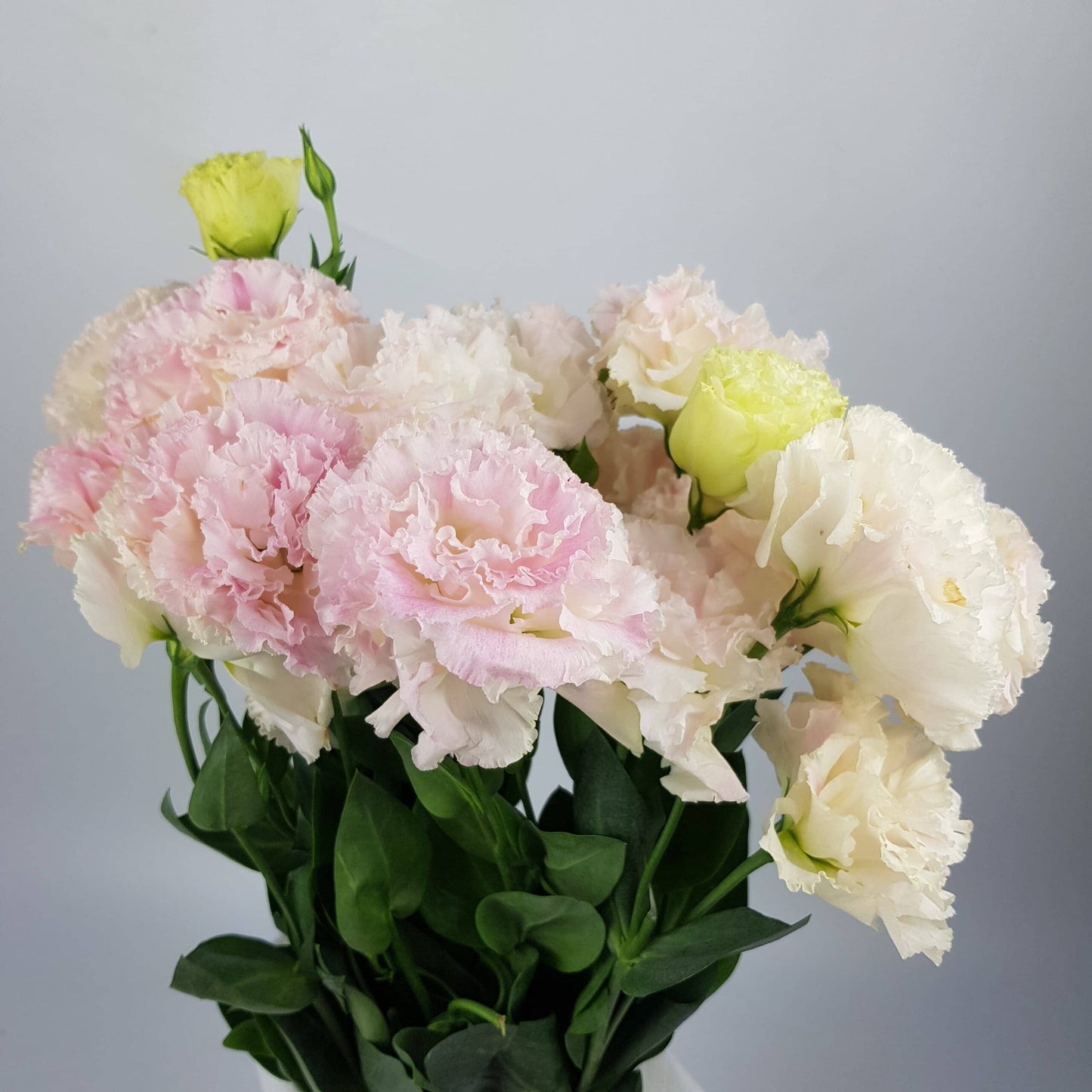 Eustoma - Sunshine Light Pink (600g)