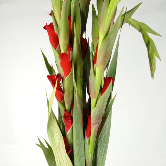 Gladioulus CNY - Red