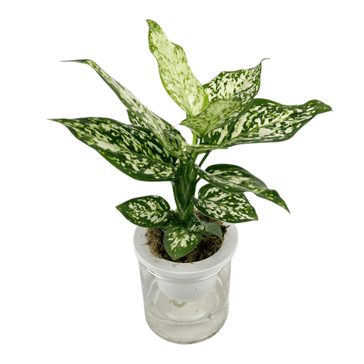 Aglaonema White Dalmation P110 (Hydroponic Pot)