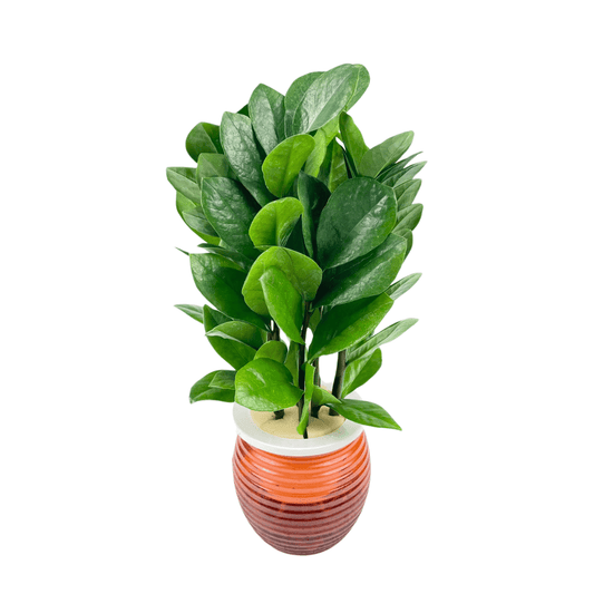 Zamioculcas Zamiifolia P110 (Hydroponic Pot)