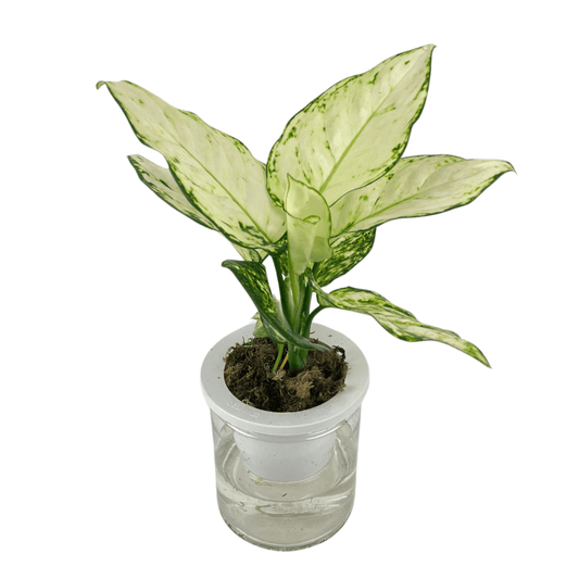 Aglaonema Super White P110 (Hydroponic Pot)