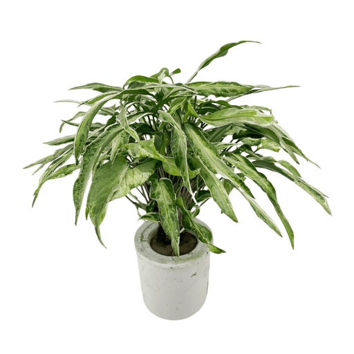 Syngonium Starlite P110 (Hydroponic Pot)