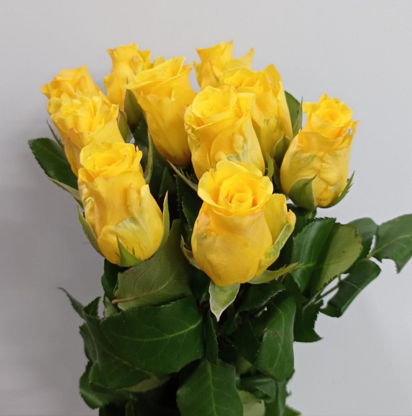 Rose - Yellow (10 Stems)