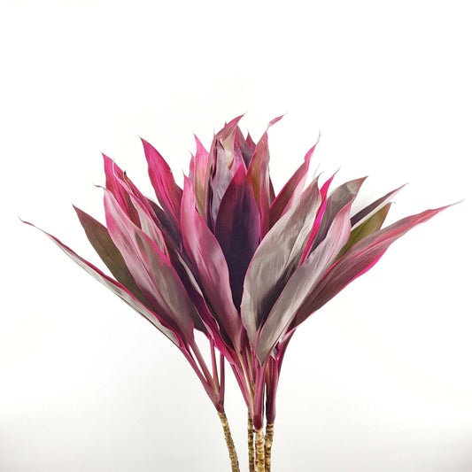 Cordyline- 10 Stems