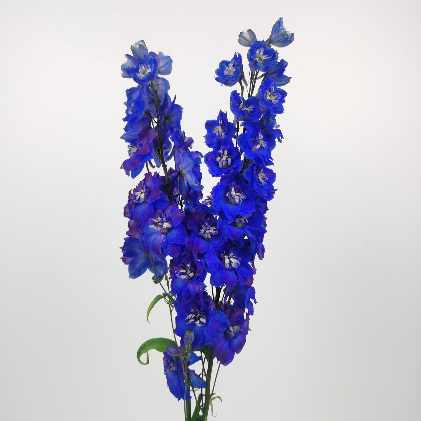 Delphinium Blue Star - Blue/Purple [2 Stems]