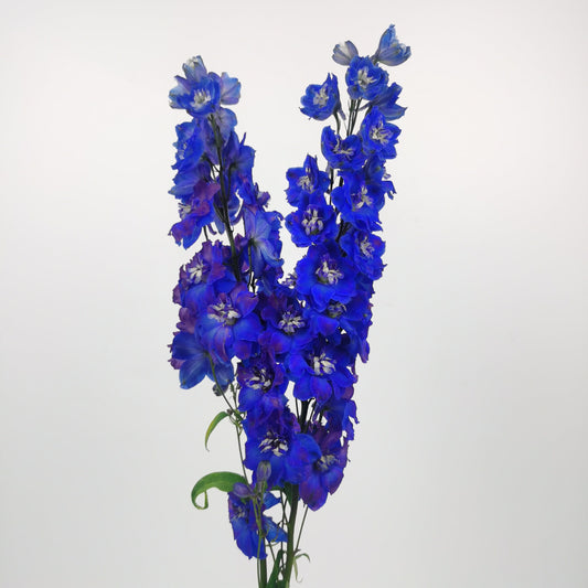 Delphinium Blue Star - Blue/Purple [2 Stems]