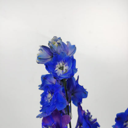 Delphinium Blue Star - Blue/Purple [2 Stems]