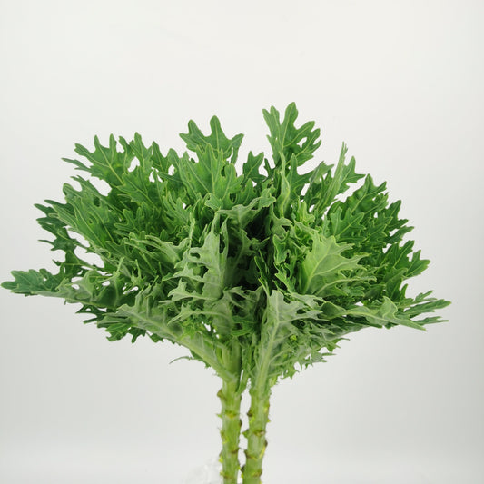 Kale Crane King - Green (5 Stems)