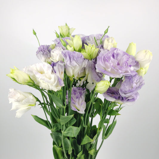 Eustoma - Light Purple