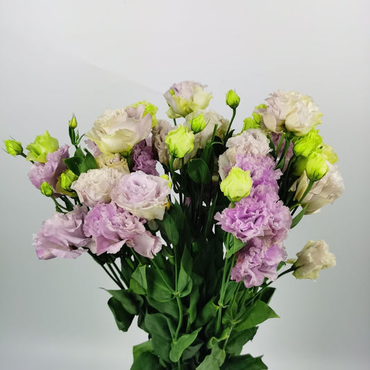 Eustoma - Wavy Pastel Purple (600g)