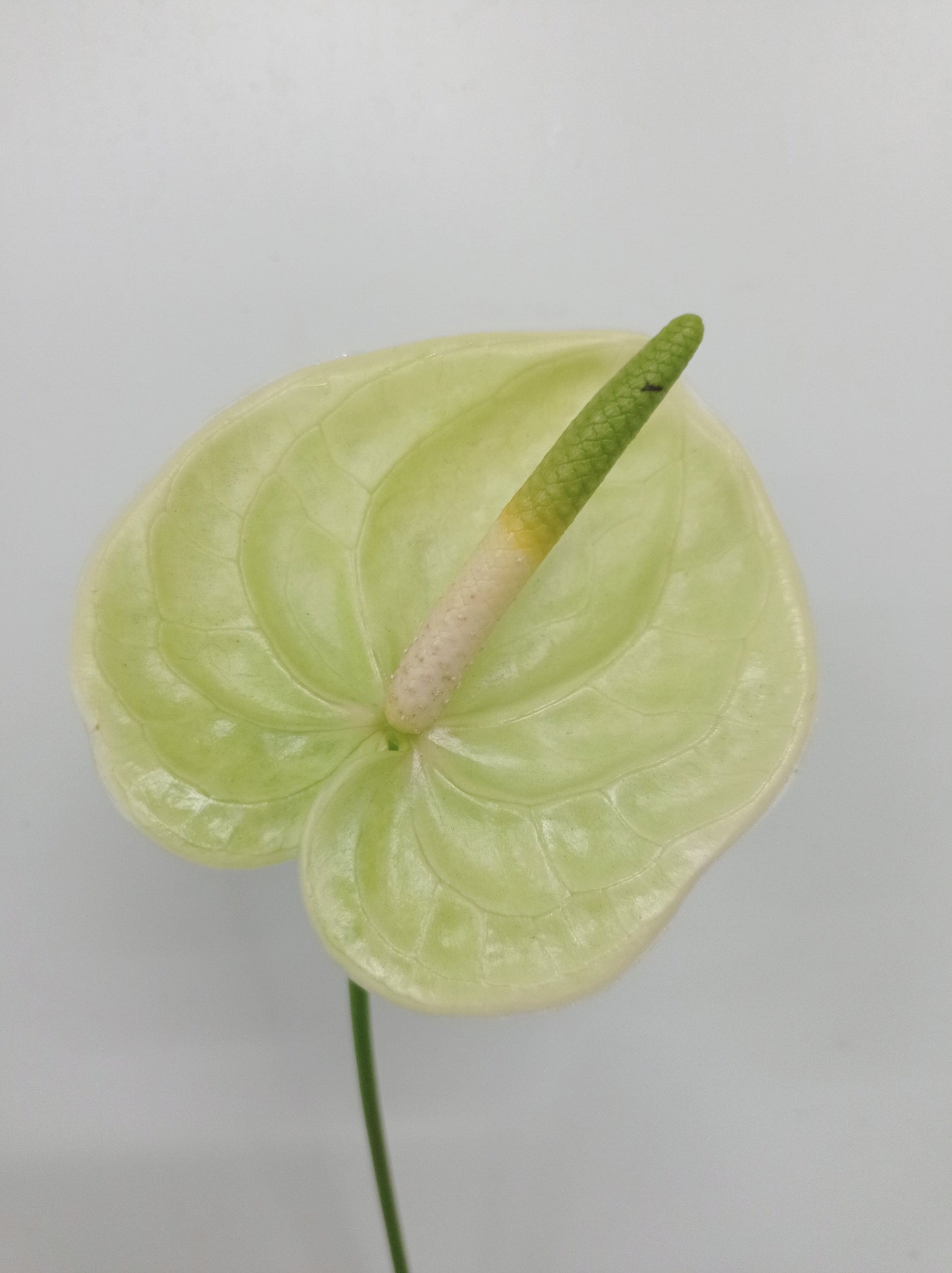 Anthurium - Green