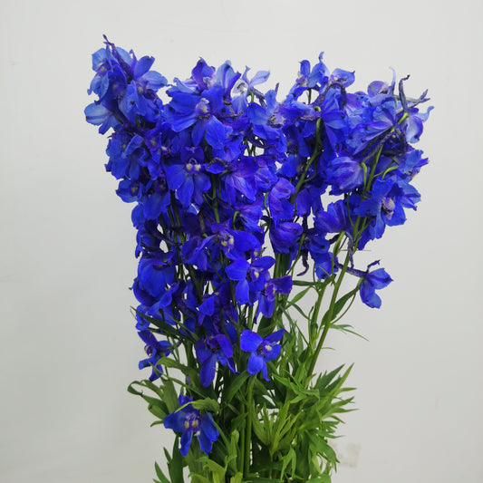 Delphinium - Blue (10 Stems)