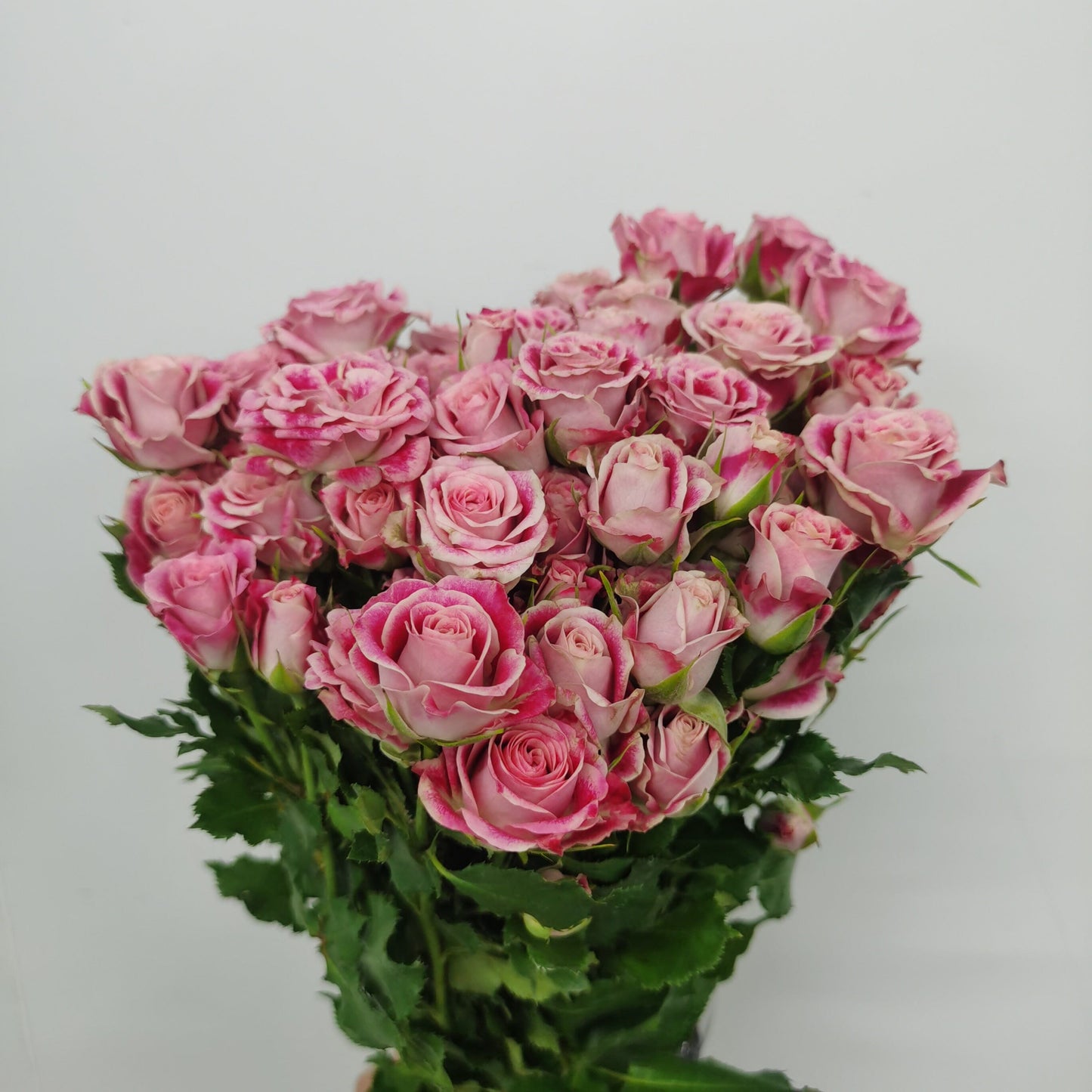 Rose Spray - 2 Tone Pink