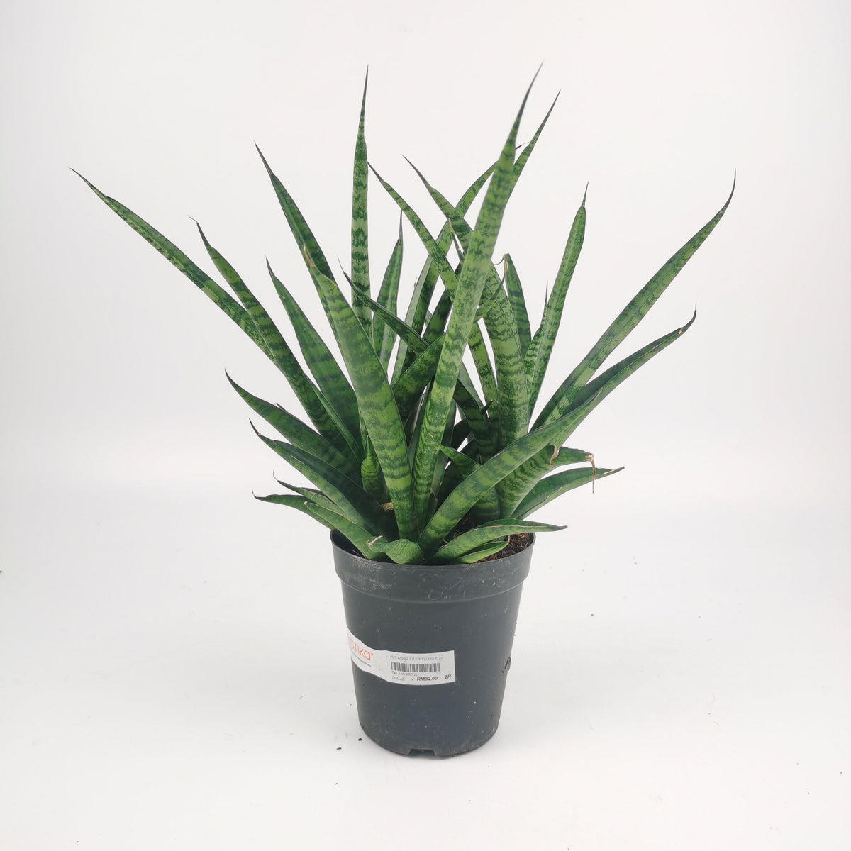 Sansevieria Stuckyi God P120