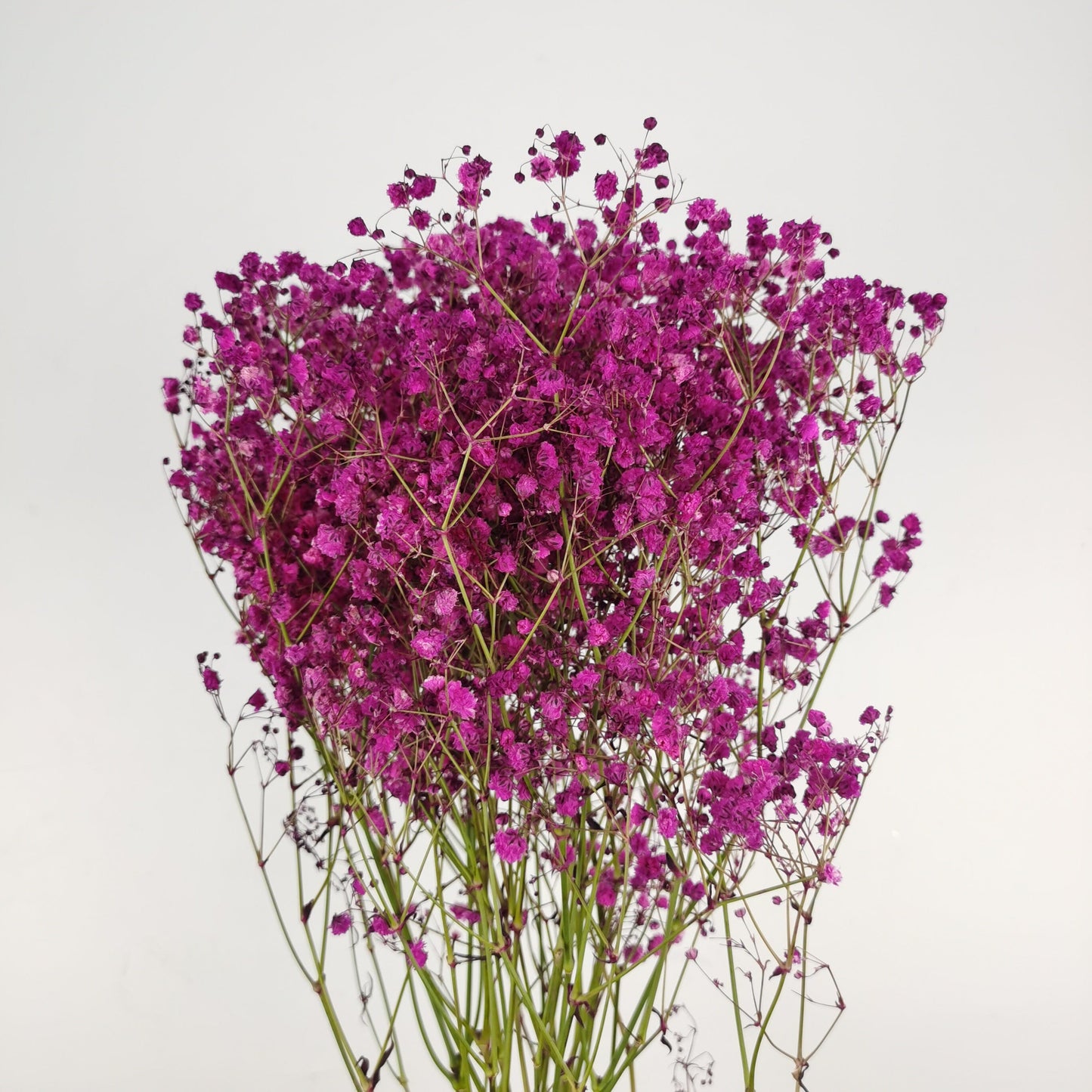 Gypsophila Baby's Breath - Hot Pink [10 Stems]