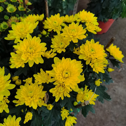 Chrysanthemum (M) 55cm - 60cm