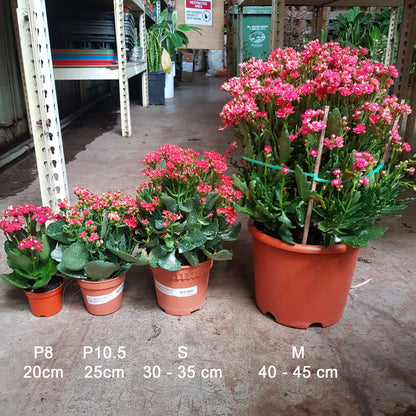 Kalanchoe P80