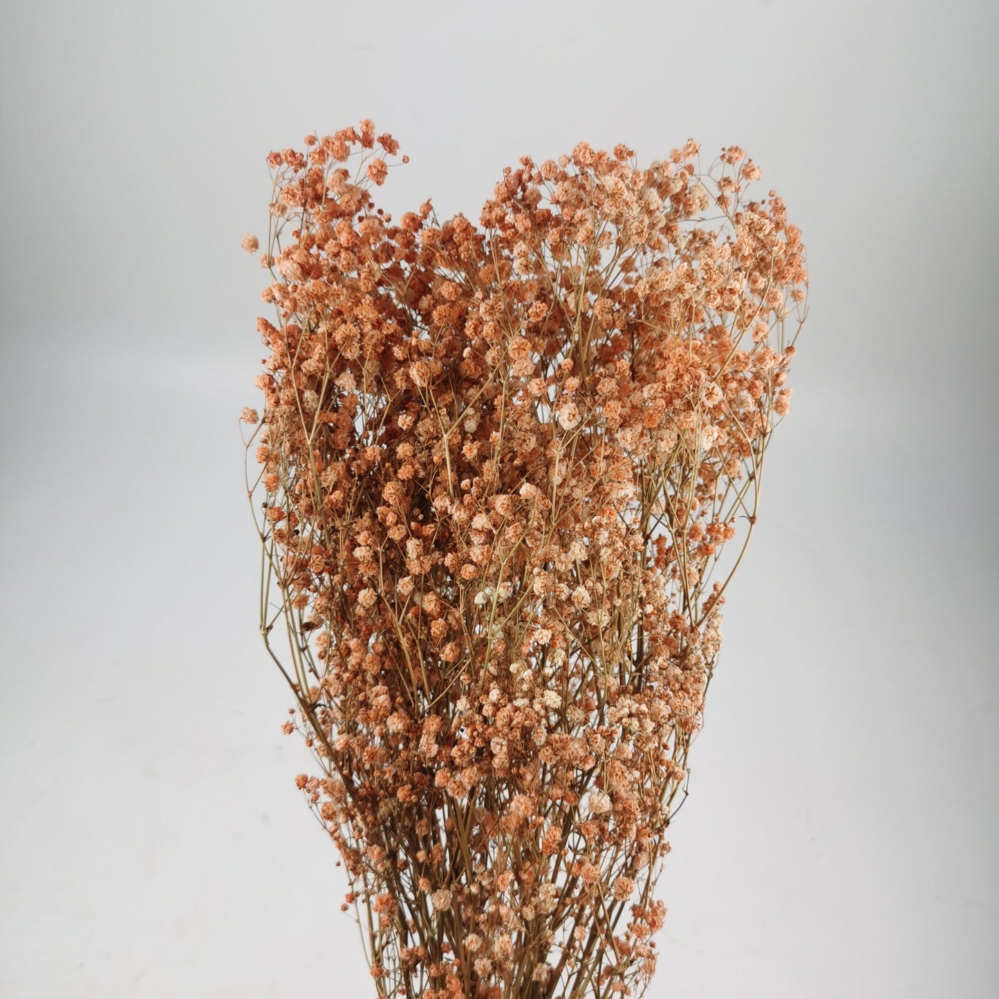 Dried Baby's Breath - Orange