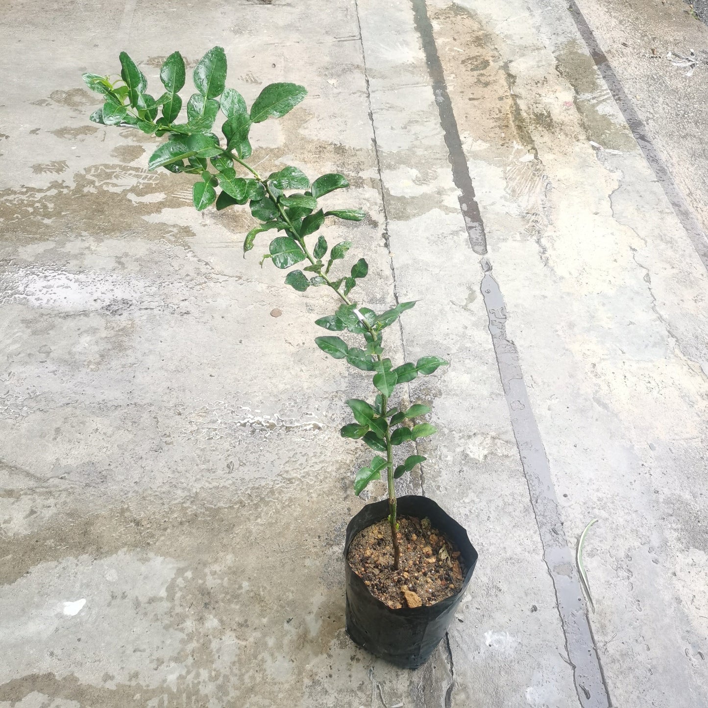 Kafirr Lime Tree/Limau Purut 2ft - 2.5ft