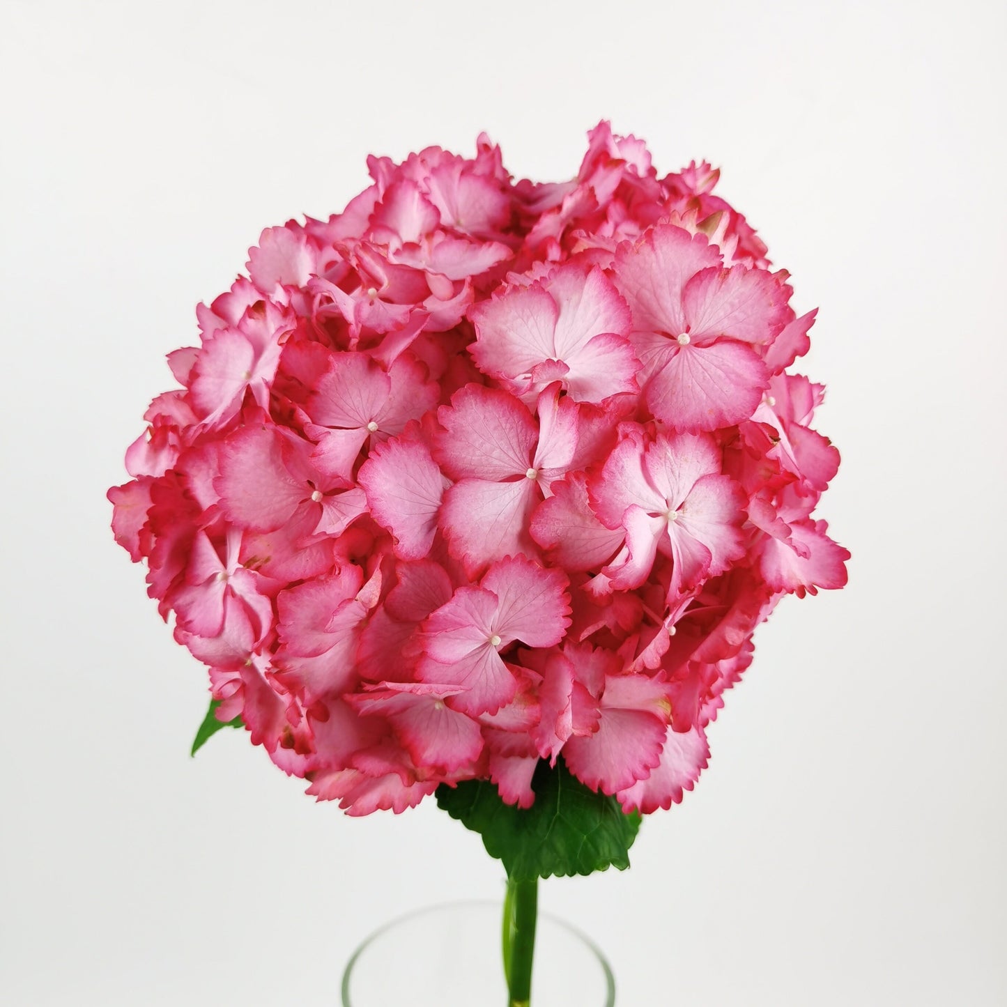 Hydrangea Magical Color Dream - 2 Tone Pink