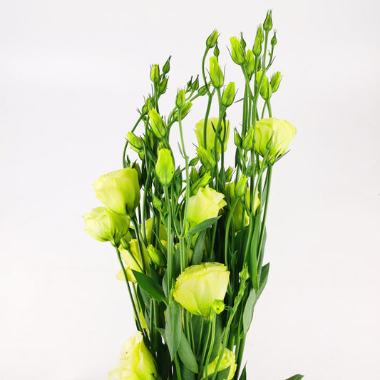 Eustoma - Green