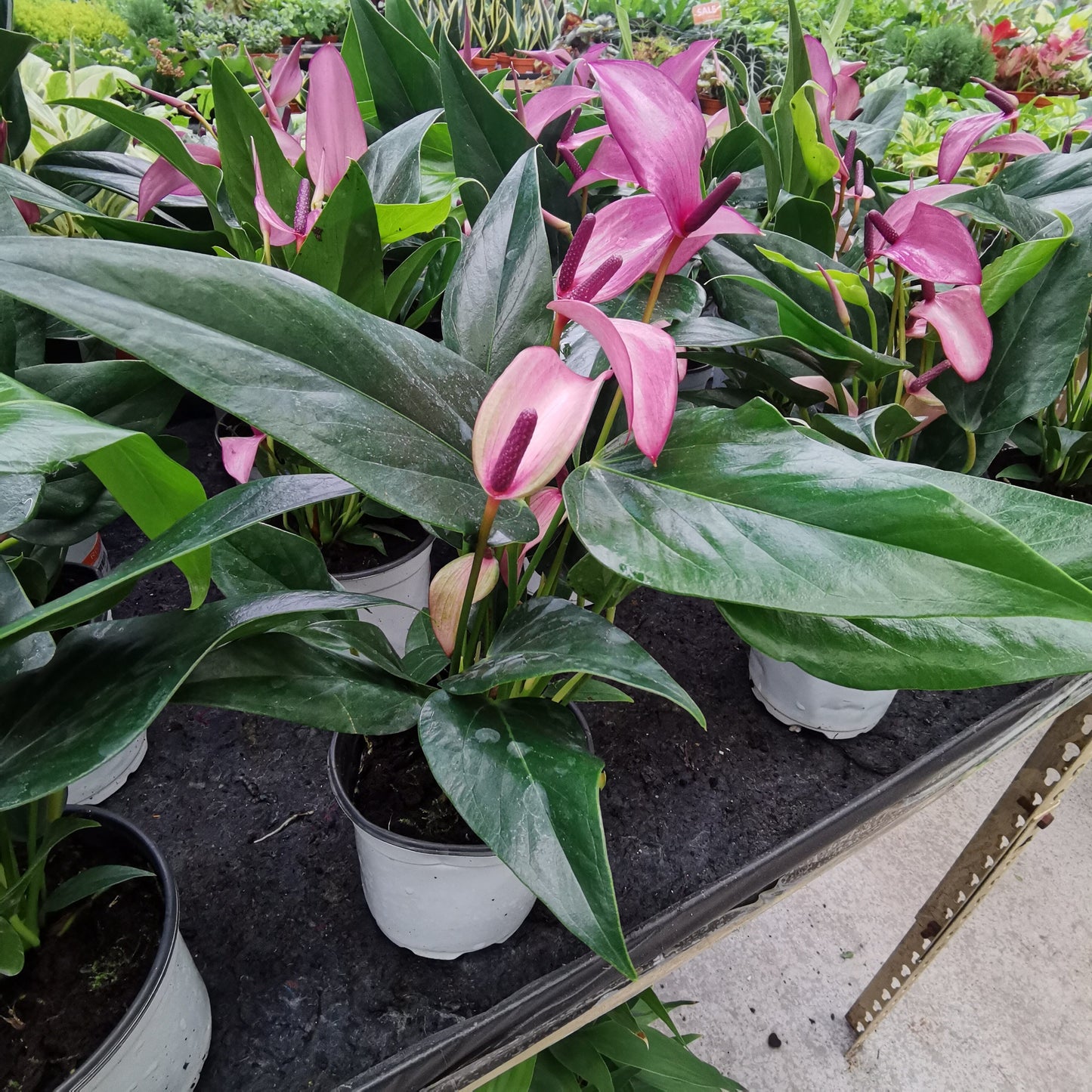 Pot Anthurium P11