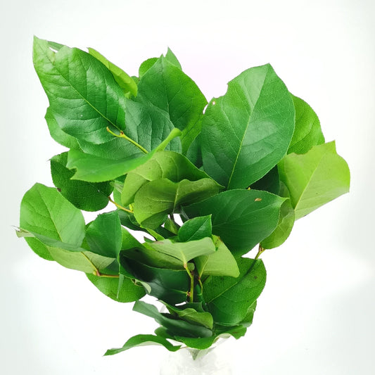 Salal Leaf