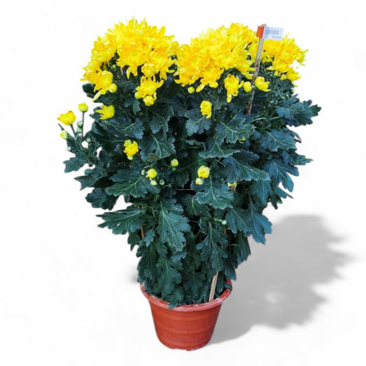 Chrysanthemum Spray - Yellow (3ft)