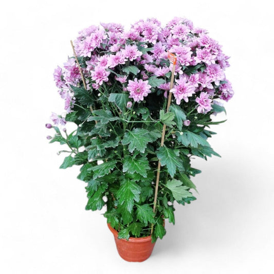 Chrysanthemum Spray - Light Purple (3ft)