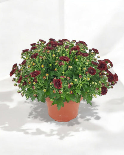 Chrysanthemum - Maroon (P210)