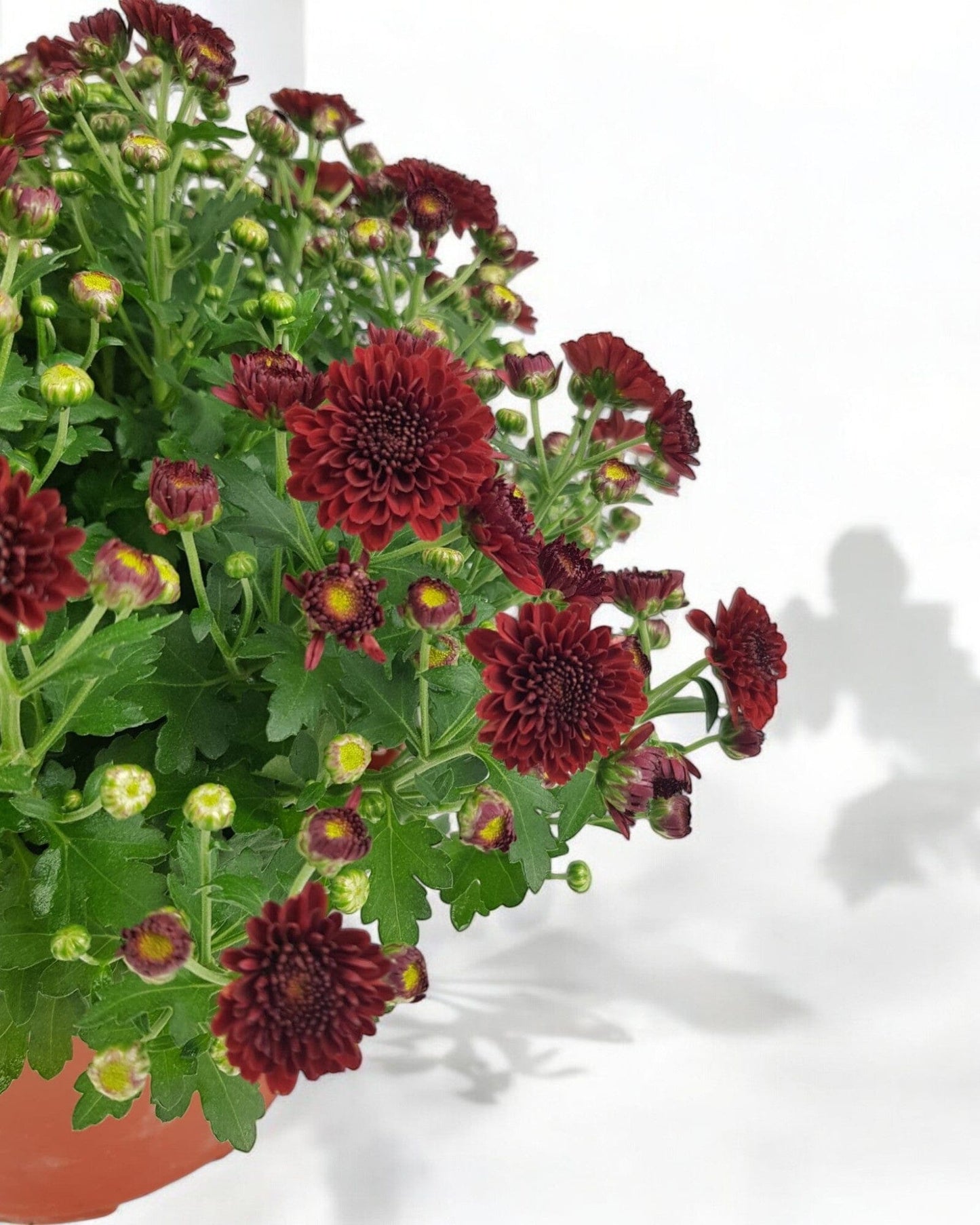 Chrysanthemum - Maroon (P210)