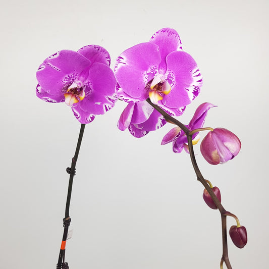 Phalaenopsis - Pink Dotted (Without Pot)