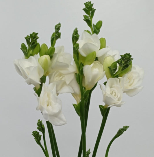 Freesia - White