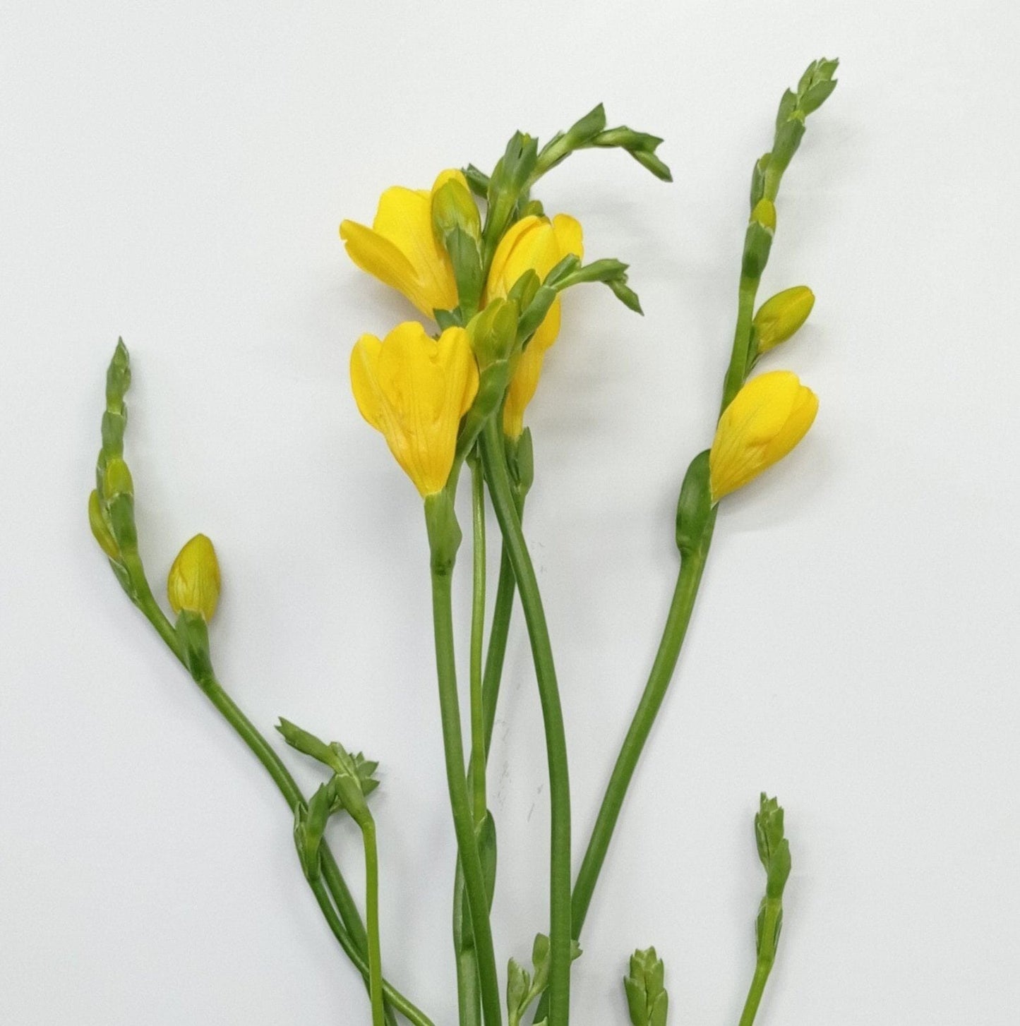 Freesia - Yellow