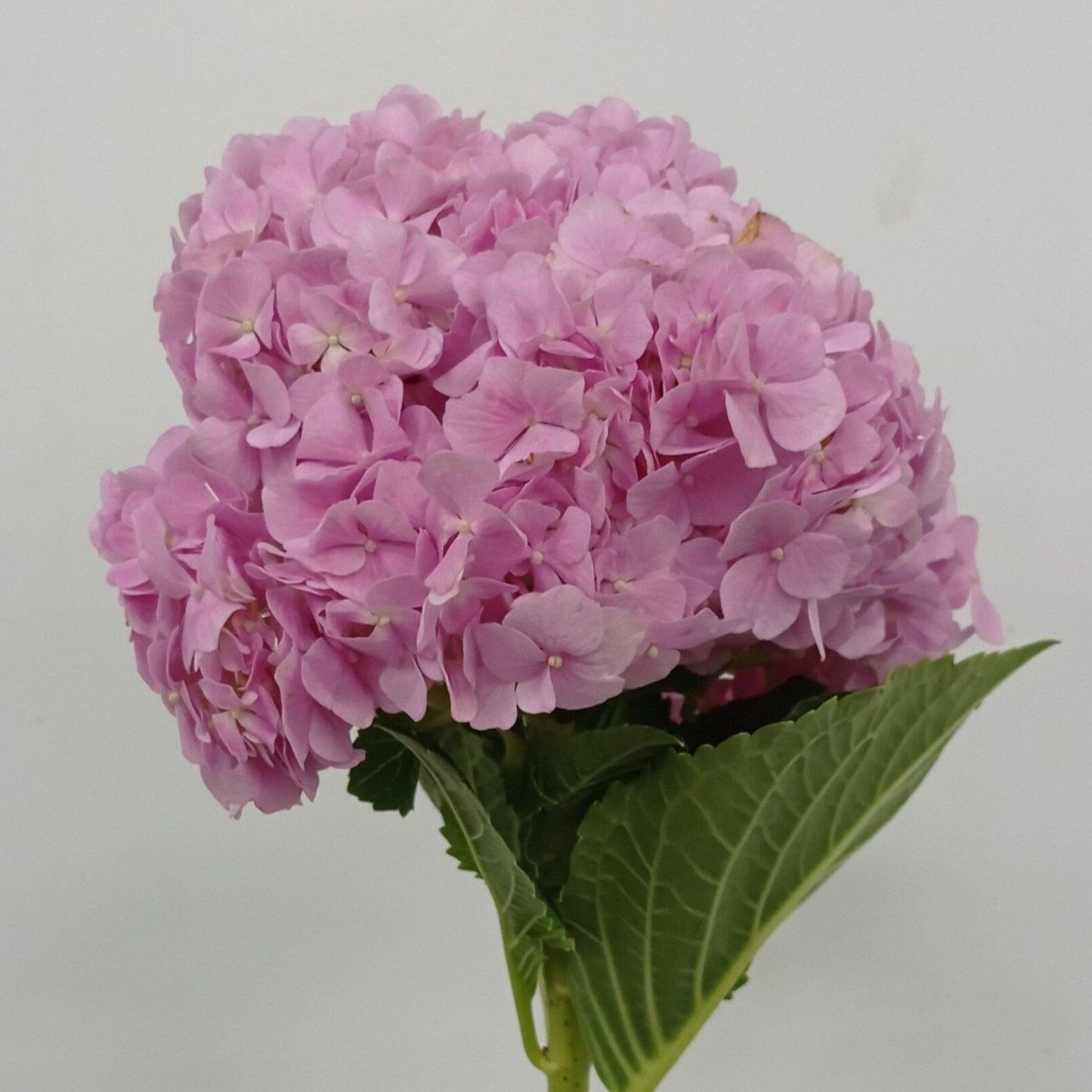 Hydrangea - Pink