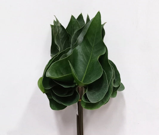 Anthurium Leaf